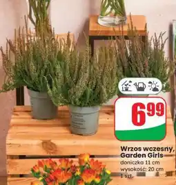 Dino Wrzos wczesny, Garden Girls oferta
