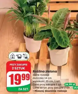 Dino Roślina zielona oferta