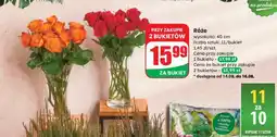 Dino Róże oferta