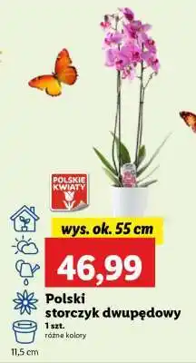 Lidl Polski storczyk dwupędowy oferta