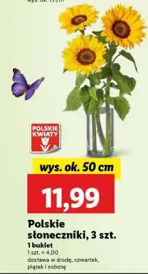 Lidl Polskie słoneczniki, 3 szt oferta