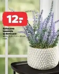 Netto Lawenda w doniczce 11.5 x 25 cm oferta