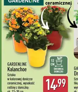 ALDI Gardenline Kalanchoe oferta