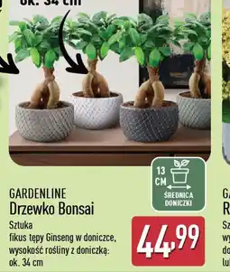 ALDI Drzewko Bonsai Gardenline oferta