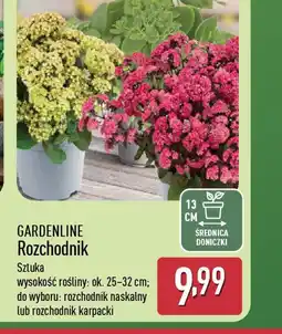 ALDI Rozchodnik Gardenline oferta
