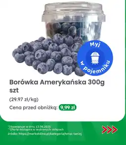 Dino Borówka amerykańska Dino oferta