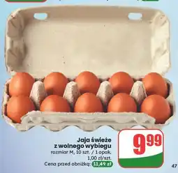 Dino Jaja z wolnego wybiegu kl. m oferta