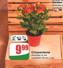 Dino Chryzantema 12 cm oferta