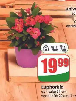 Dino Euphorbia oferta
