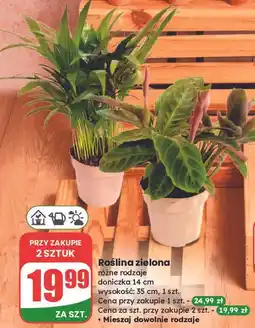 Dino Roślina zielona oferta