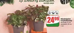 Dino Niedośpian oferta