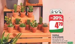 Dino Kaktus z kwiatkiem don. 5.5 cm oferta