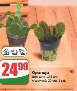 Dino Opuncja w donicy 10.5 oferta