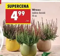 Biedronka Wrzos ogrodowy don. 10 cm oferta