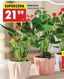 Biedronka Anturium 12 cm oferta