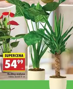 Biedronka Roślina zielona 21 cm oferta