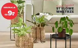 Netto Dekoracje oferta