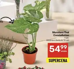 Delikatesy Centrum Monstera oferta