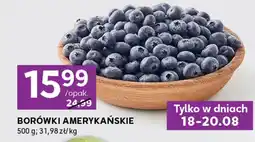 Stokrotka Express Borówki amerykańskie oferta