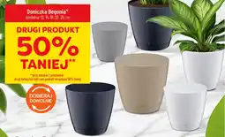Polomarket Doniczka Begonia oferta