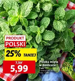 Lidl Polska mięta w doniczce Lidl oferta