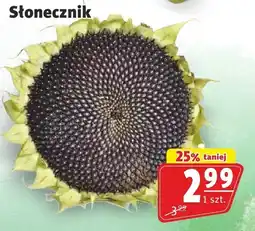 Prim Market Słonecznik Prim Market oferta