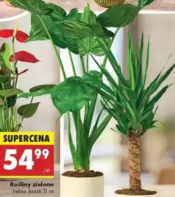 Biedronka Rośliny zielone oferta