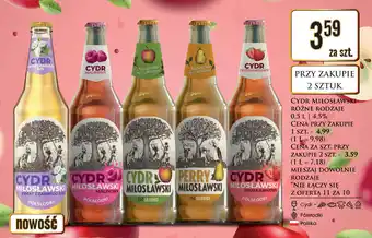 Dino Cydr miłosławski oferta
