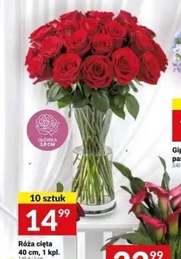 Twój Market Róża oferta