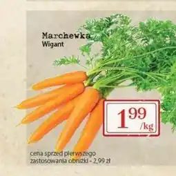 Społem Marchewka Wigant oferta