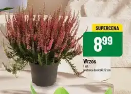 Polomarket Wrzos oferta