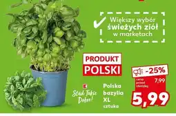 Kaufland Bazylia XL Kaufland oferta