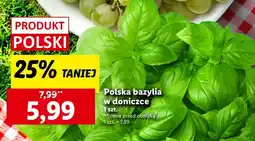 Lidl Bazylia w doniczce Ryneczek Lidla oferta