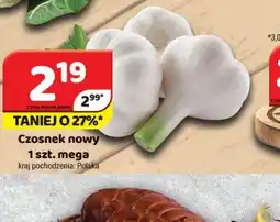 Delfin Czosnek nowy oferta