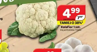 Delfin Kalafior oferta