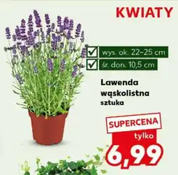Kaufland Lawenda wąskolistna Sztuka oferta