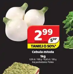 Delfin Cebula młoda oferta