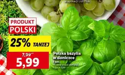 Lidl Polska bazylia w doniczce oferta