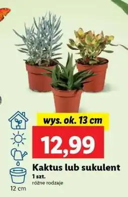 Lidl Kaktus lub sukulent oferta