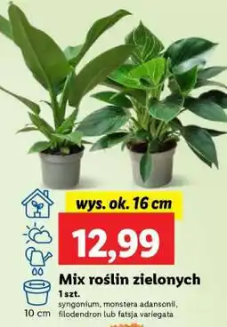 Lidl Mix roślin zielonych oferta