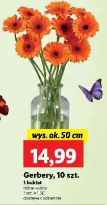 Lidl Gerbery 10 szt oferta