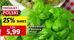 Lidl Bazylia oferta