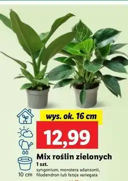 Lidl Fatsja oferta