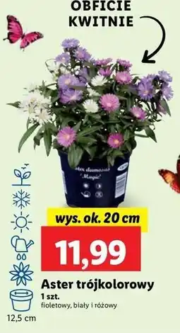 Lidl Aster trójkolorowy don. 12.5 cm oferta