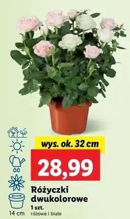 Lidl Różyczki dwukolorowe 32 cm oferta