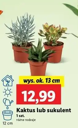 Lidl Sukulent 13 cm oferta