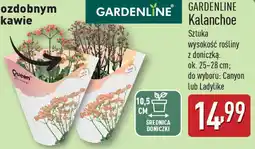 ALDI Kalanchoe oferta