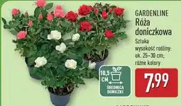 ALDI Róża doniczkowa oferta