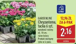 ALDI Chryzantema, tacka 6 szt. oferta