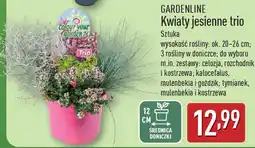 ALDI Kwiaty jesienne trio oferta